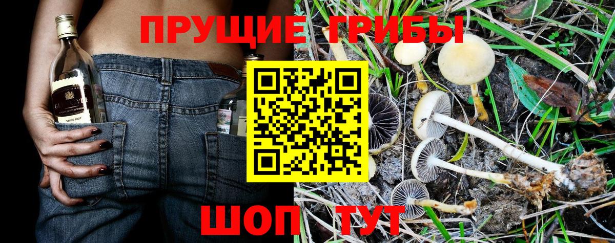 Псилоцибиновые грибы прущие грибы  Галлюциногенные грибы Cubensis  Вход с VPN  Димитровград 